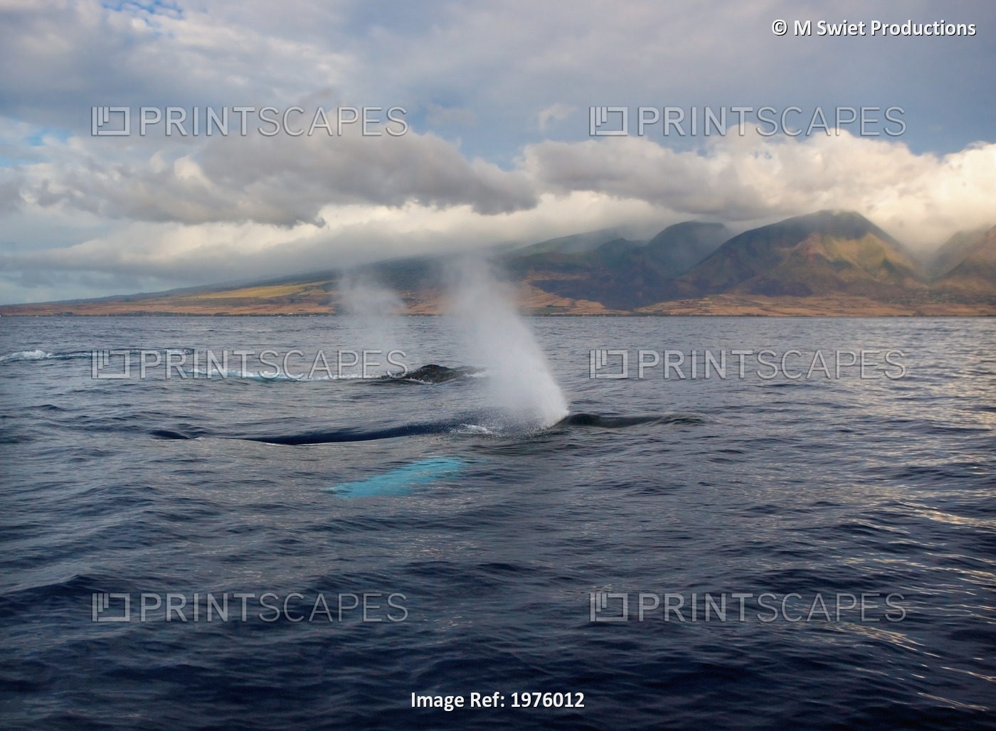 Hawaii, Maui, The Spout Of Two Humpback Whales.