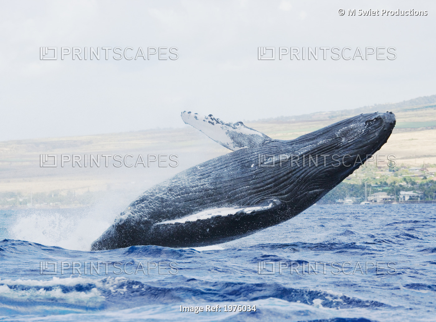 Hawaii, Maui, Humpback Whale Breaching With Island In The Background.