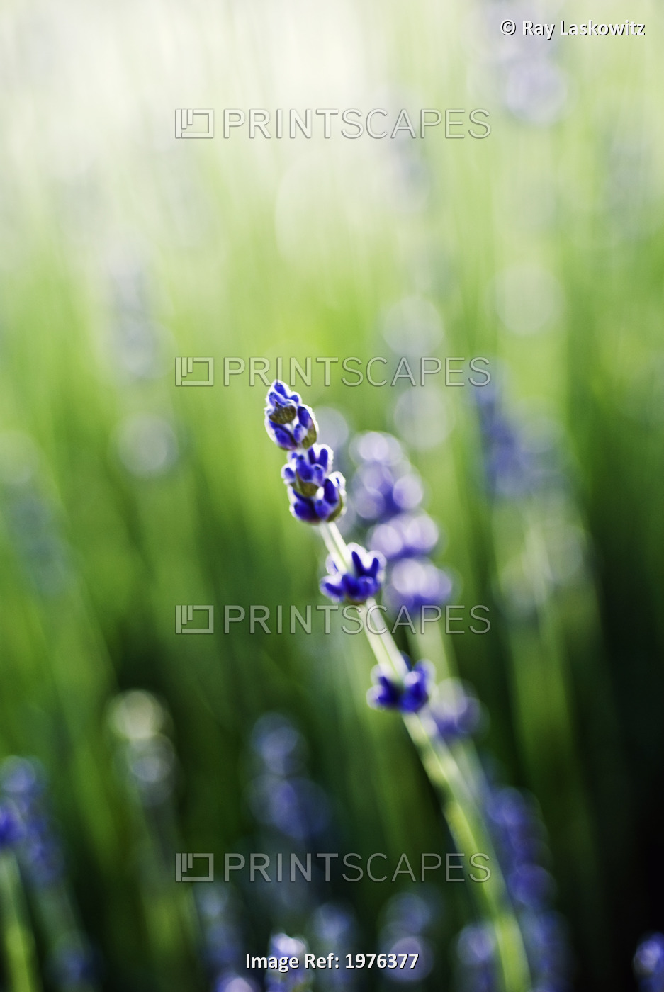 Lavender (Lavandula Angustifolia), Close-Up Of Single Stem And Blossoms In ...