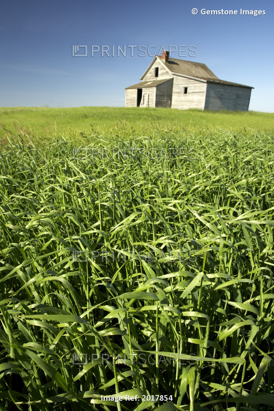 Crops And Abandoned Farmhouse, Near Leader, Saskatchewan