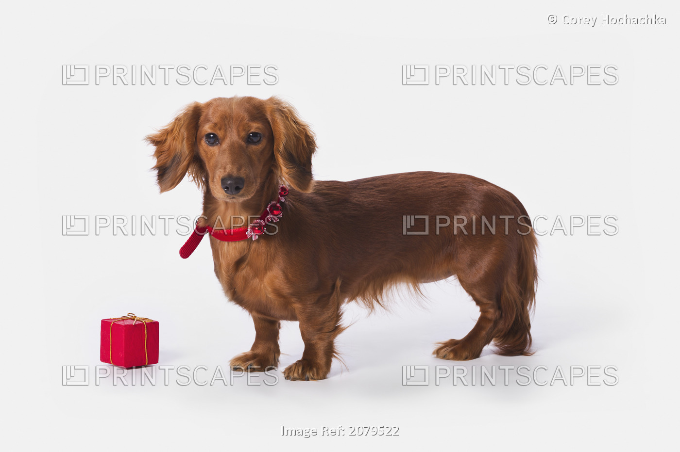 A Longhair Red Dachshund With A Small Red Box At Christmas; St. Alberta ...