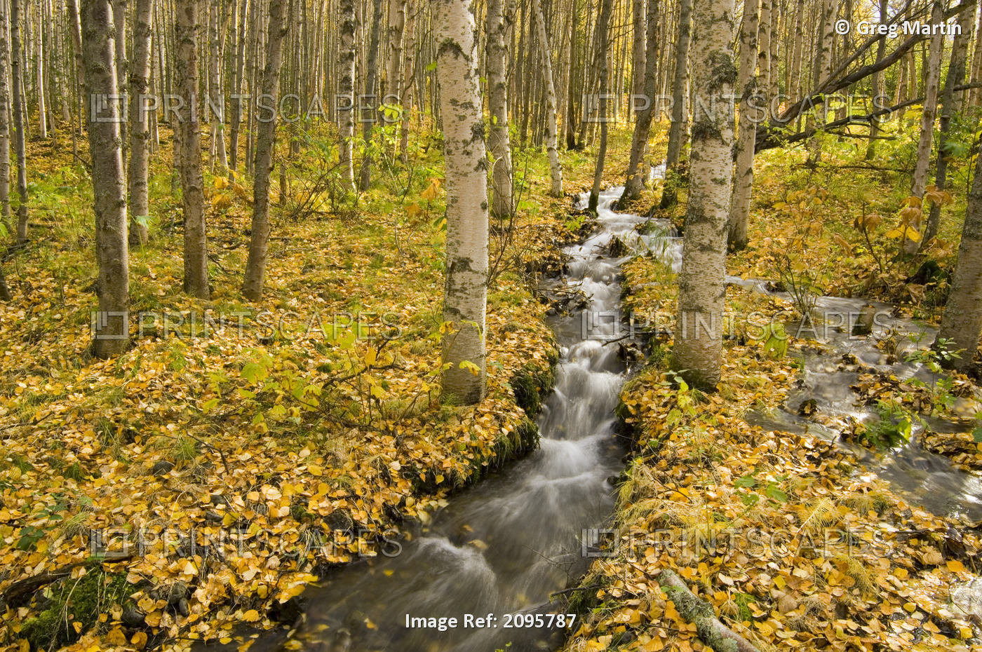 Small Creek Flows Through Autumn Leaf Covered Forest Floor Chugach State Park ...