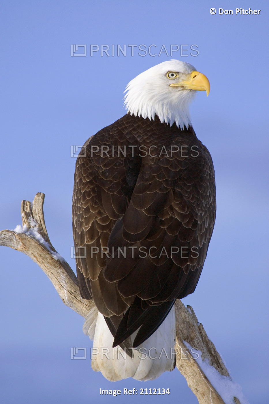 Bald Eagle Perched On Tree Branch Homer Spit Kenai Peninsula Alaska Winter