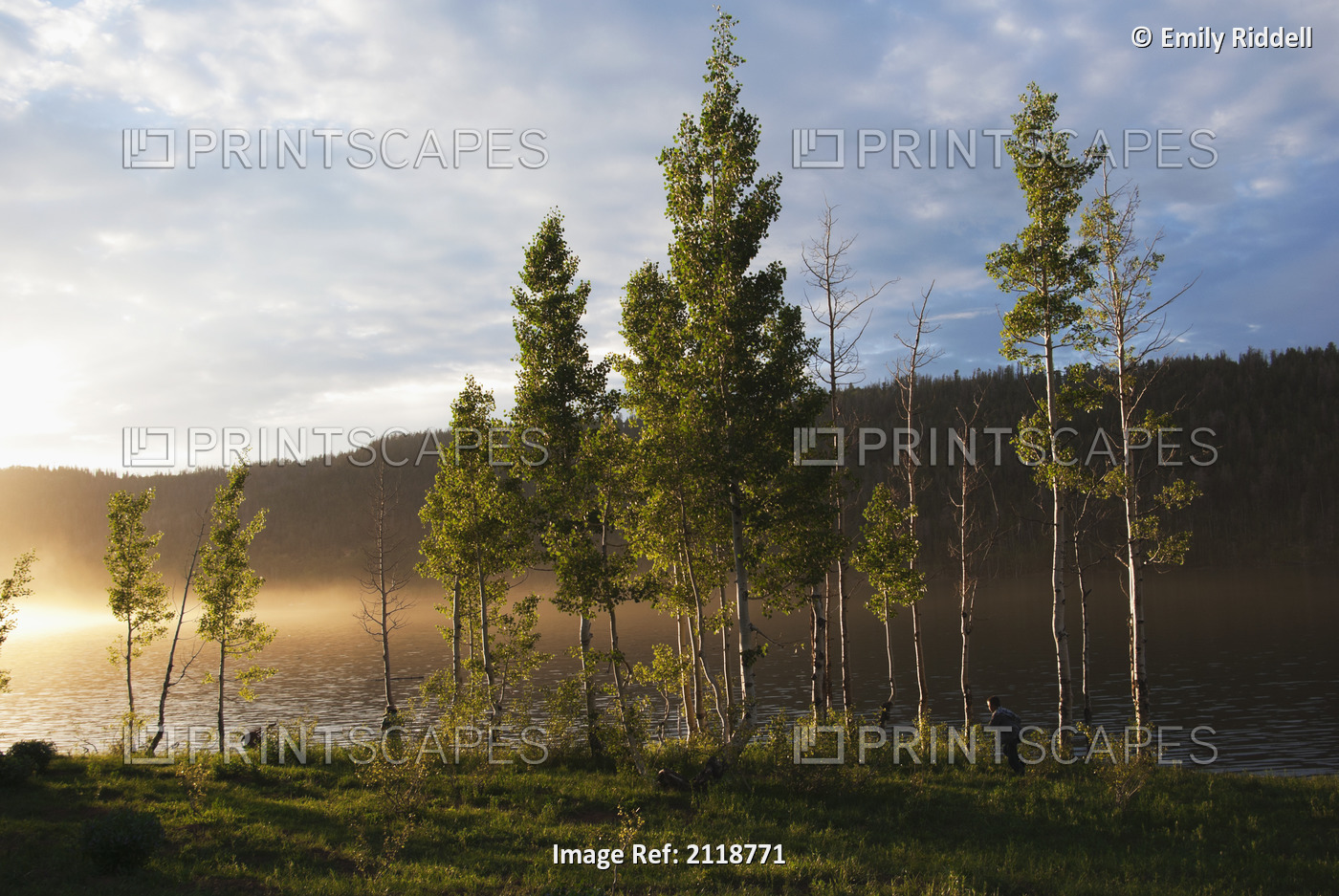 Boy Runs Through Trees At Sunset In Dixie National Forest By Navajo Lake; Duck ...
