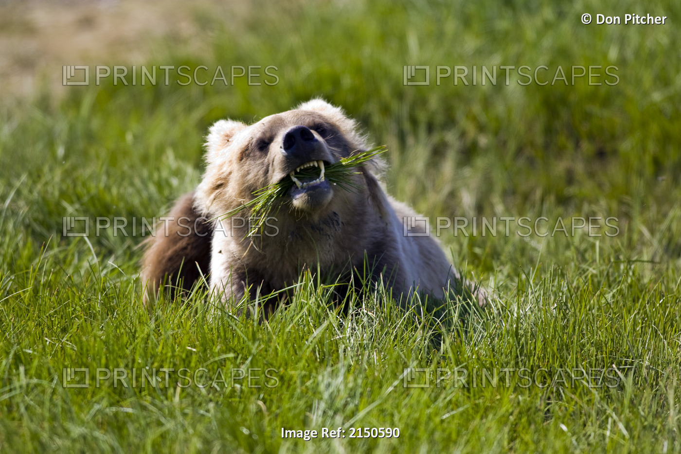 Brown Bear Eating Sedge Grass In The Kaguyak Area Of Katmai National Park, ...