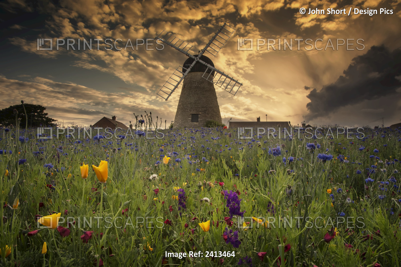 A Windmill At Sunset With Colourful Wildflowers In The Foreground; Whitburn, ...