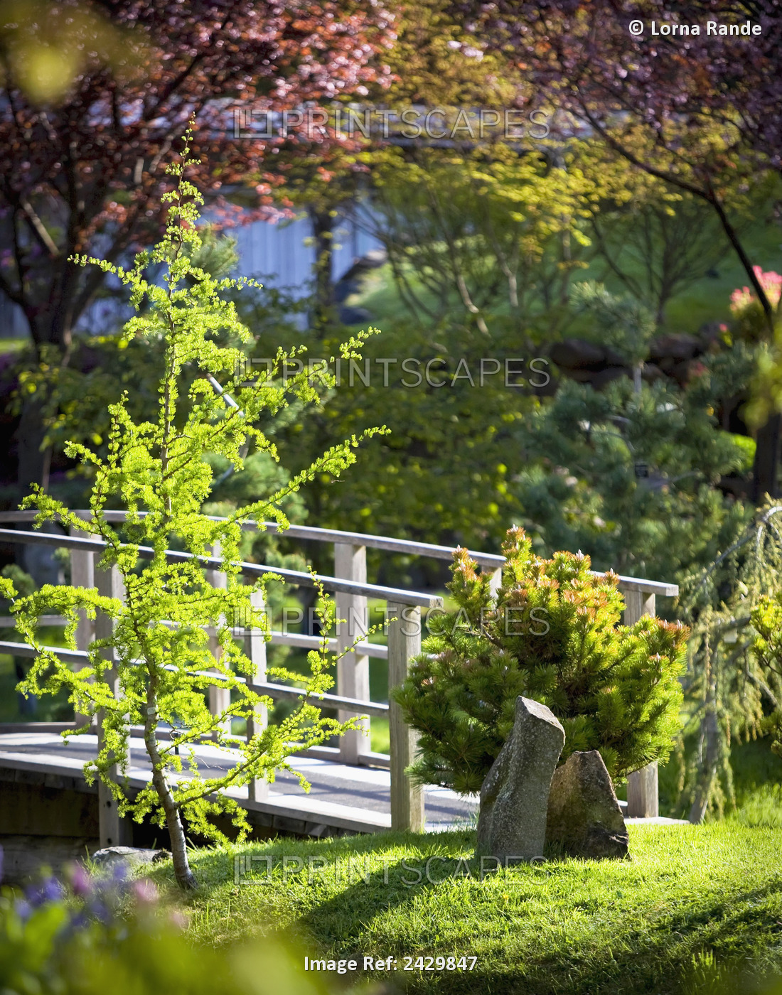 Footbridge In The Japanese Gardens; Mayne Island, British Columbia, Canada
