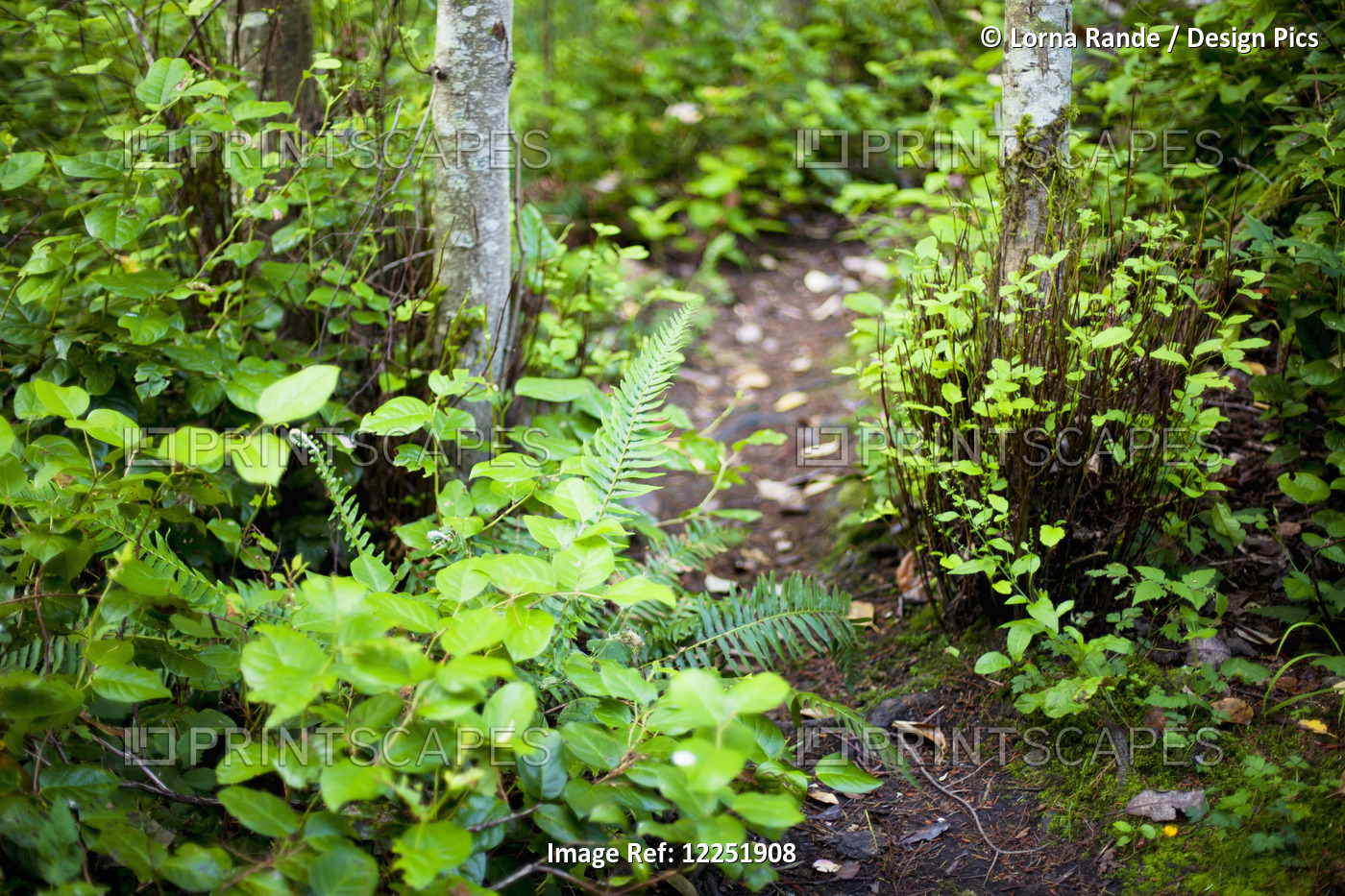 A Garden And Path With Lush Foliage; Mayne Island, British Columbia, Canada