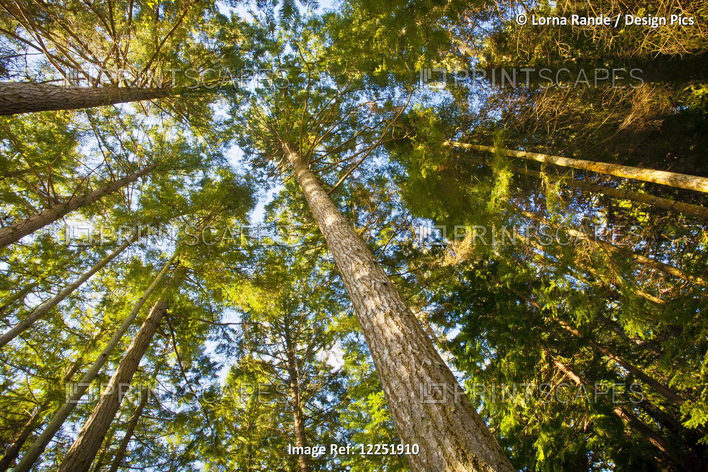 Low Angle View Of Tall Trees And A Blue Sky; Mayne Island, British Columbia, ...