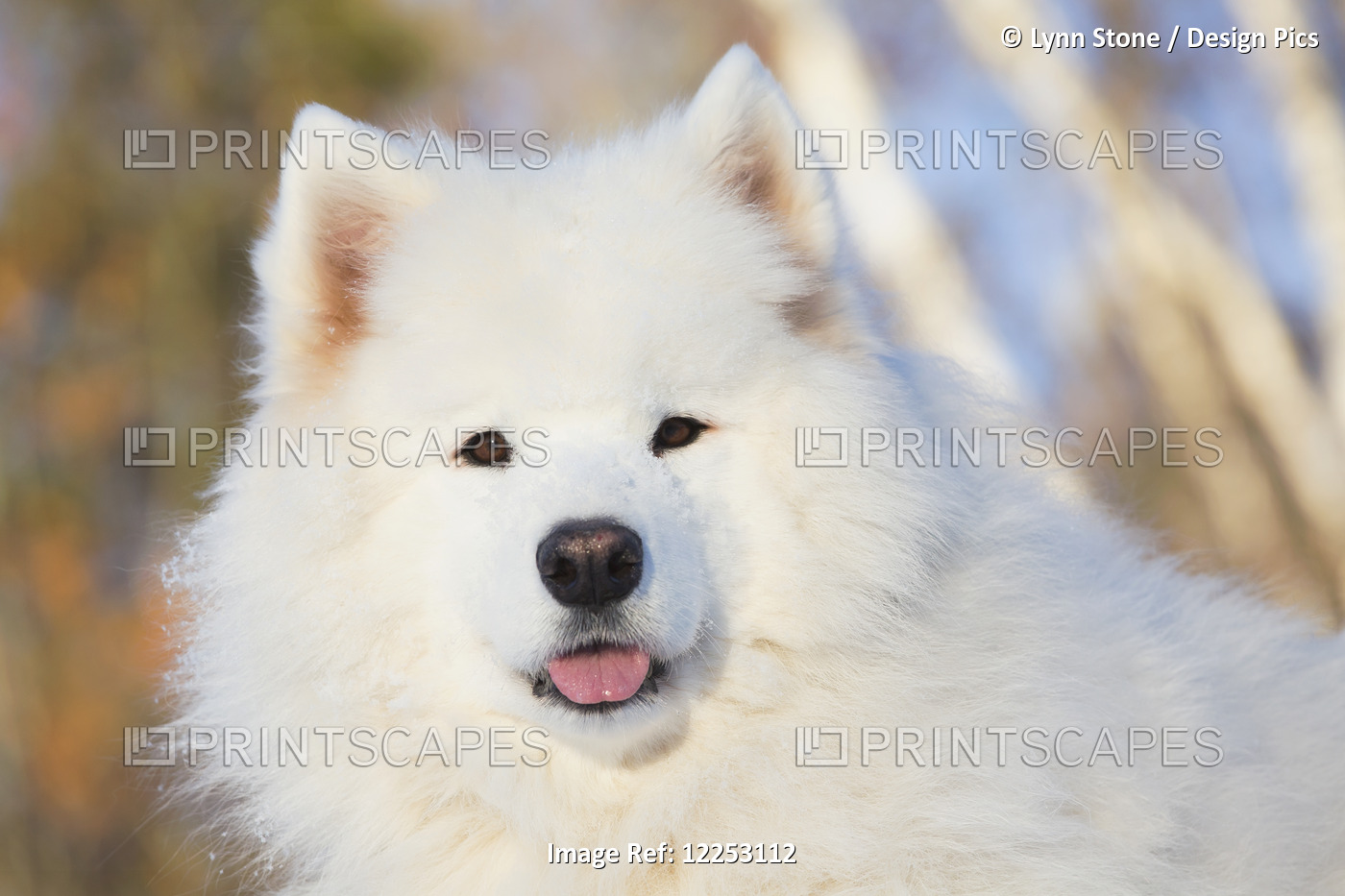 Portrait Of Samoyed Dog In The Snow; Ledyard, Connecticut, USA