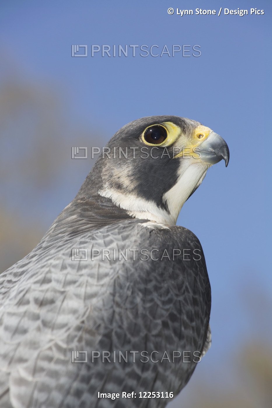 Peregrine Falcon; Connecticut, USA