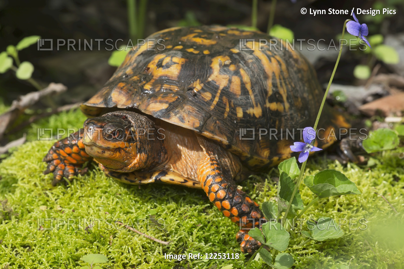 Eastern Box Turtle On Sphagnum Moss Among Blue Violets; Connecticut, USA