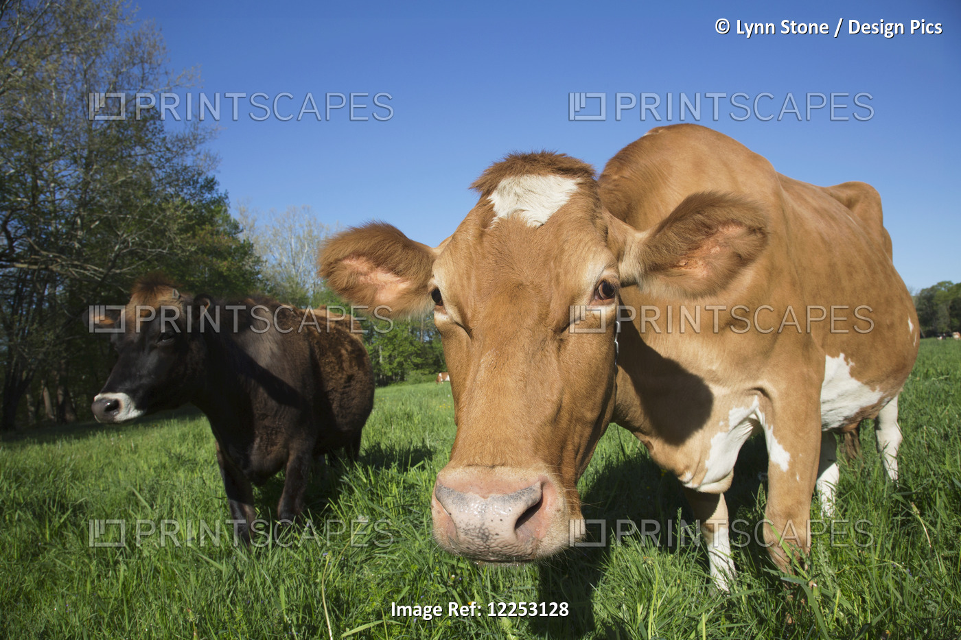 Jersey Cow (On The Left) With Guernsey In Spring Pasture; Granby, Connecticut, ...