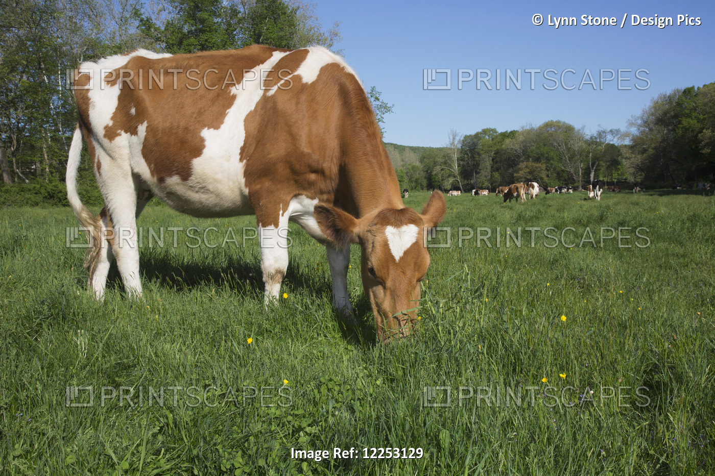 Guernsey Heifer Grazing In Spring Pasture; Granby, Connecticut, United States ...