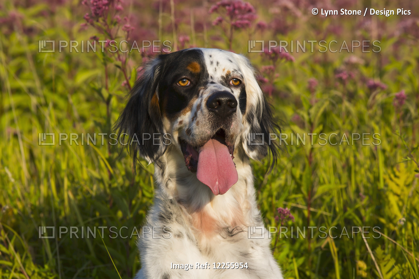 English Setter In Late Summer Vegetation; Waterford, Connecticut, United States ...