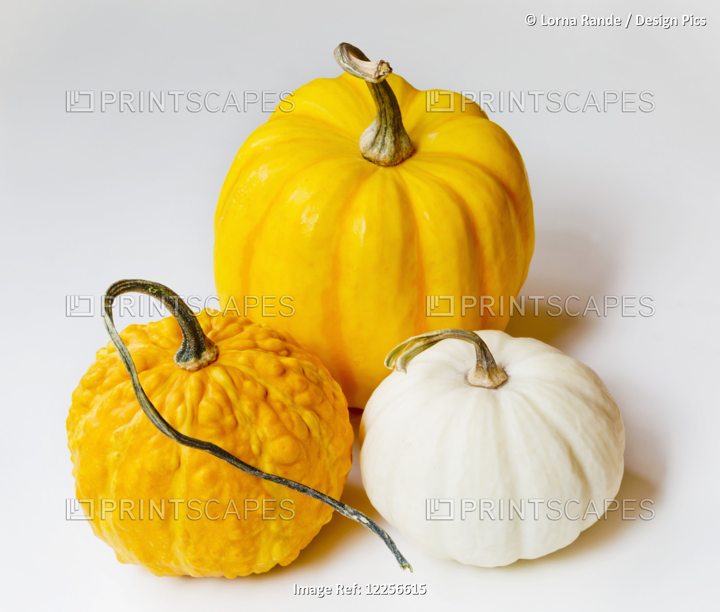Orange And Yellow Pumpkin And A Squash On A White Background