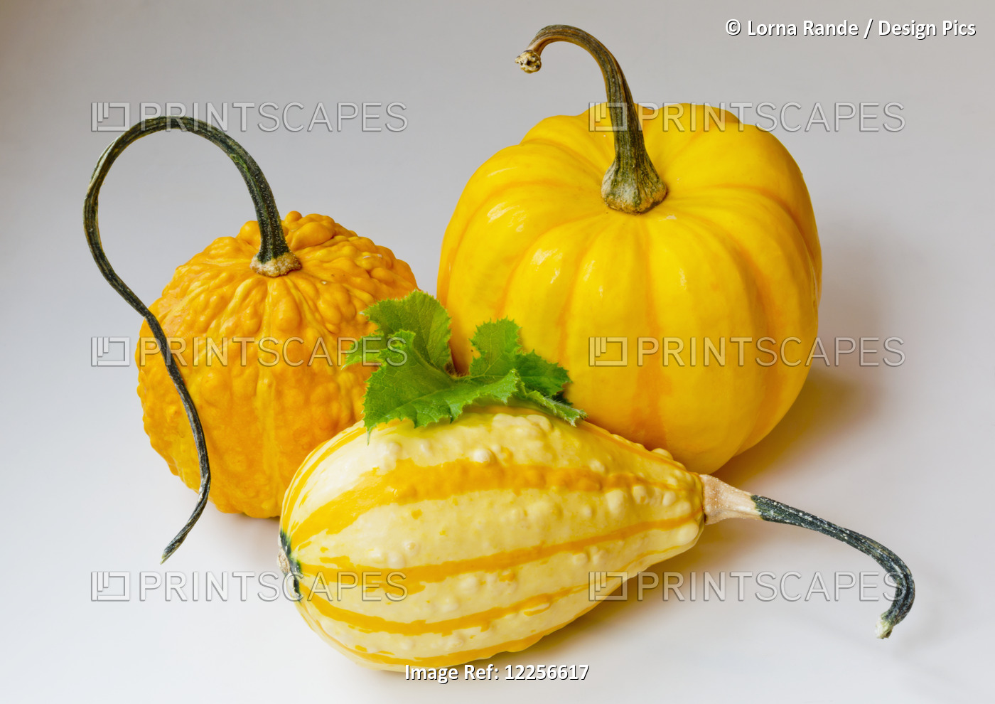 Variety Of Pumpkin And Squash On A White Background