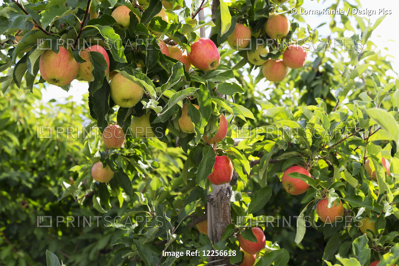 Morning Sunlight Shining On Ripening Apples In An Orchard; Summerland, British ...