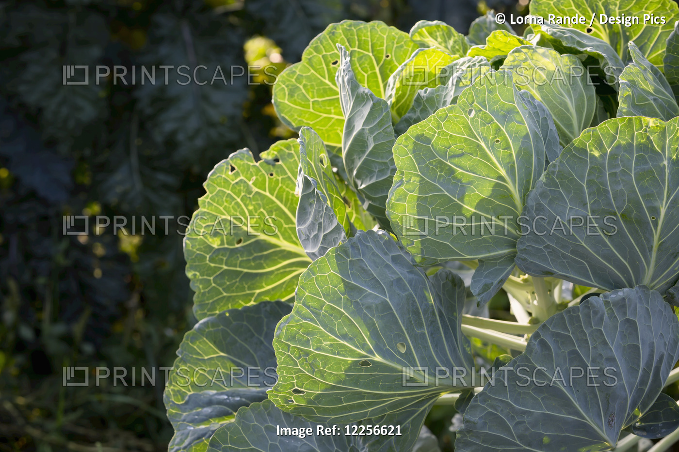 Vegetable Plant Growing In Garden At One Love Organic Farm; Abbotsford, British ...
