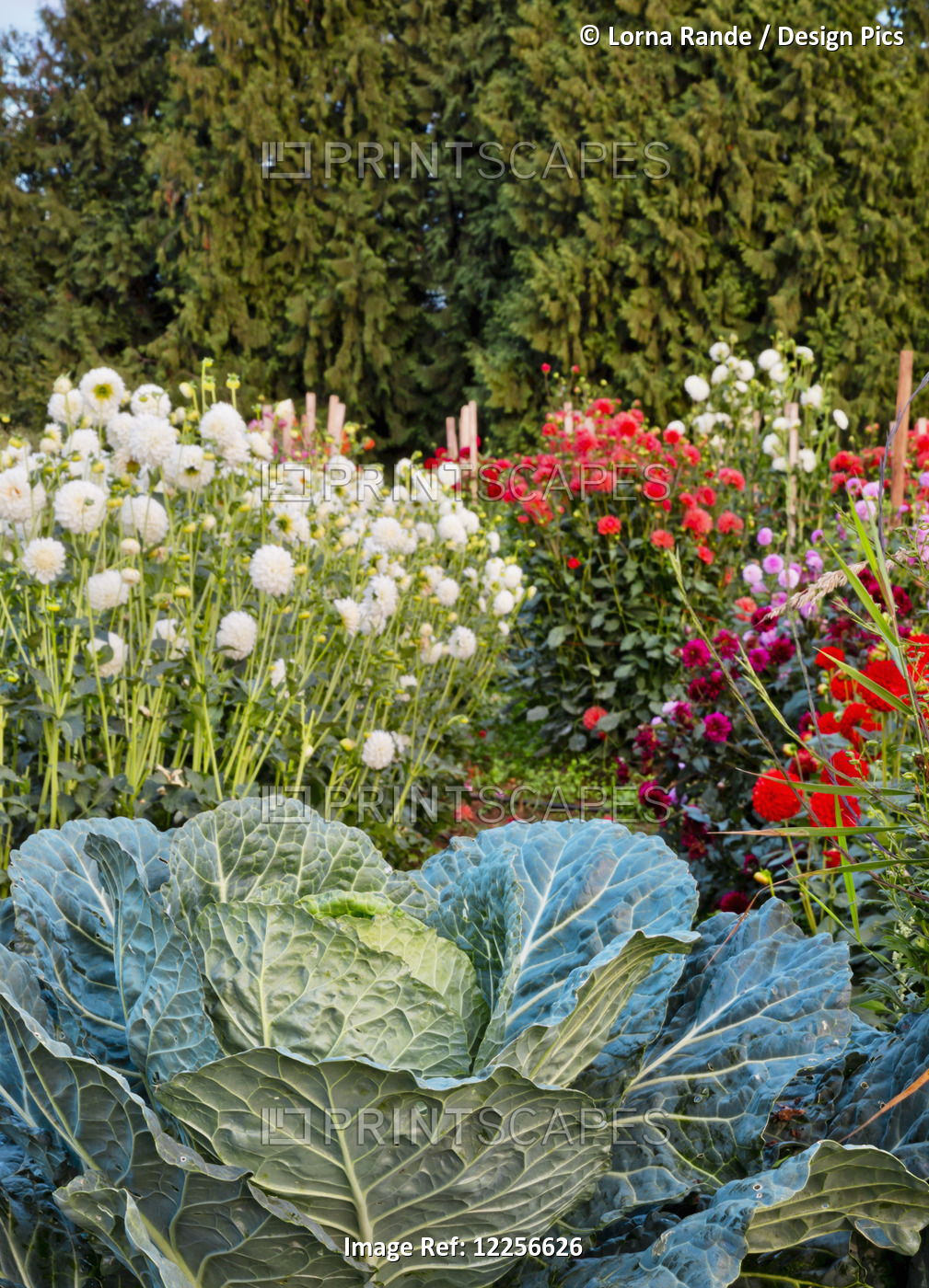 Flowers And Vegetables Growing At One Love Organic Farm; Abbotsford, British ...