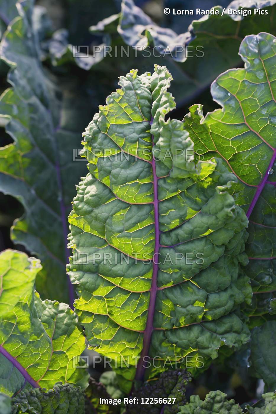 Vegetable Plant Growing At One Love Organic Farm; Abbotsford, British Columbia, ...