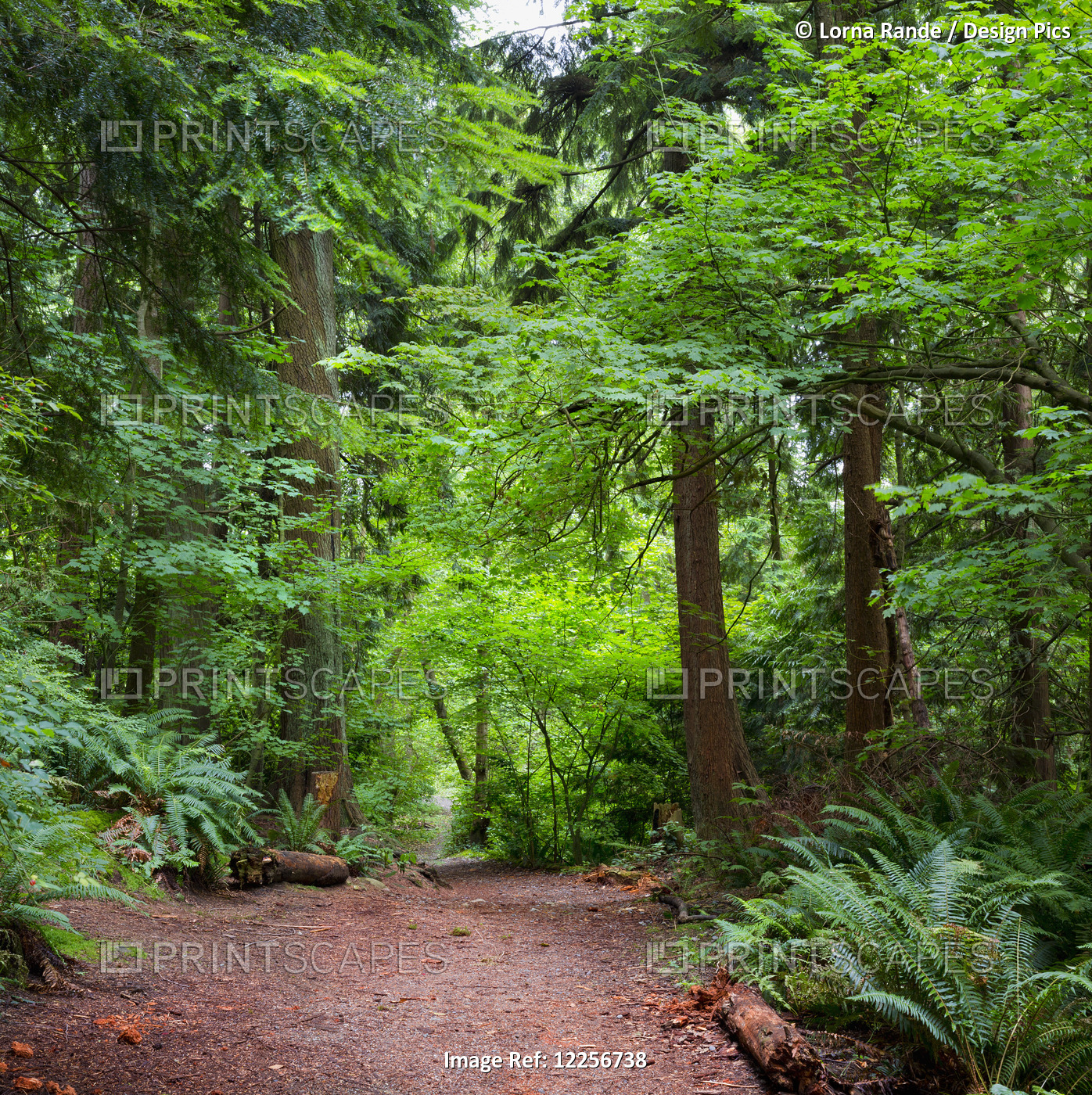 Trail Through A Lush Forest; Vancouver, British Columbia, Canada