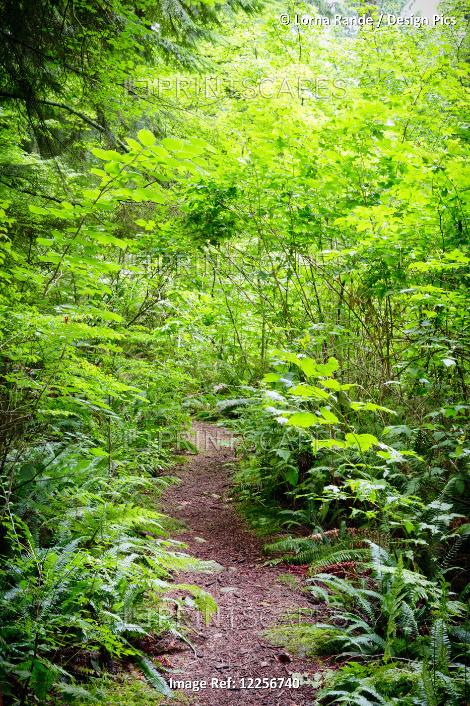 Trail Through A Lush Forest; Vancouver, British Columbia, Canada