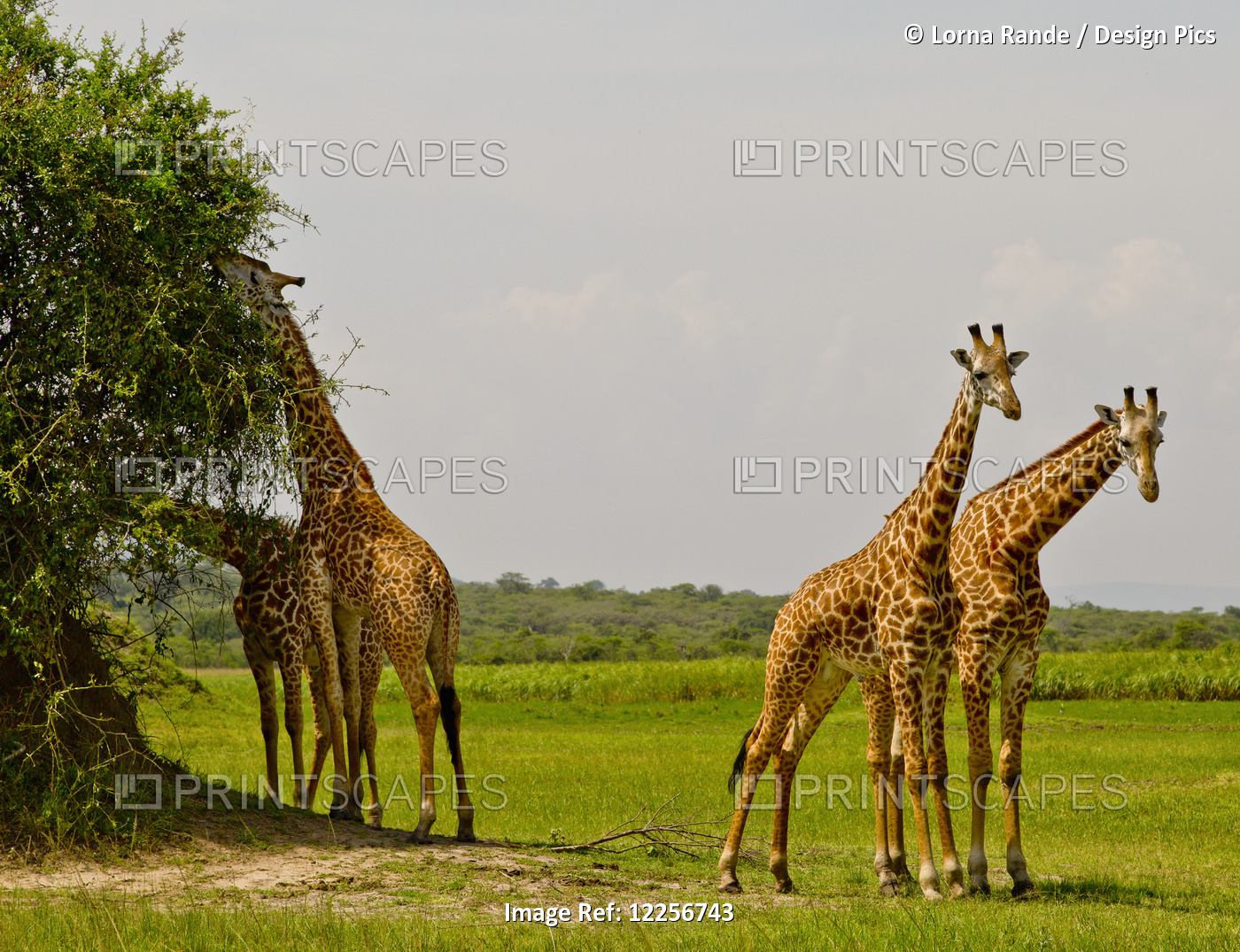 Masai Giraffes, Akagara Game Park; Rwanda