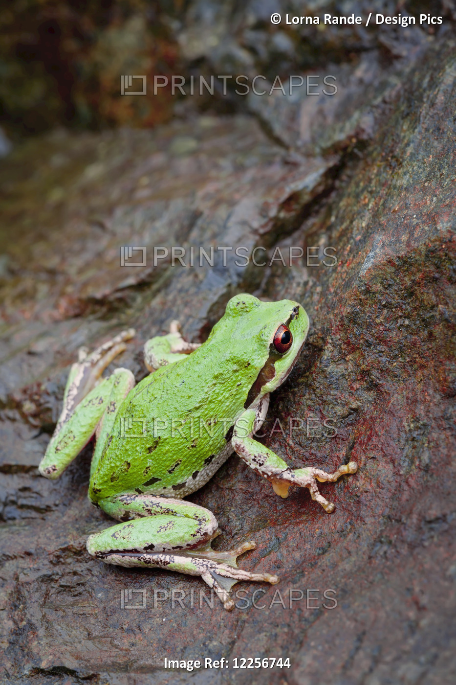 Pacific Tree Frog (Pseudacris Regilla); Nanoose Bay, British Columbia, Canada