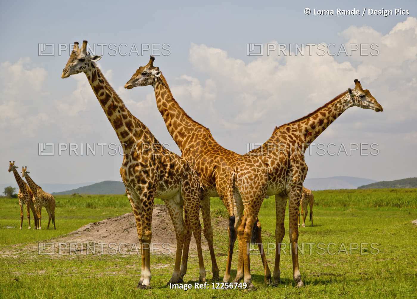 Masai Giraffes, Akagara Game Park; Rwanda