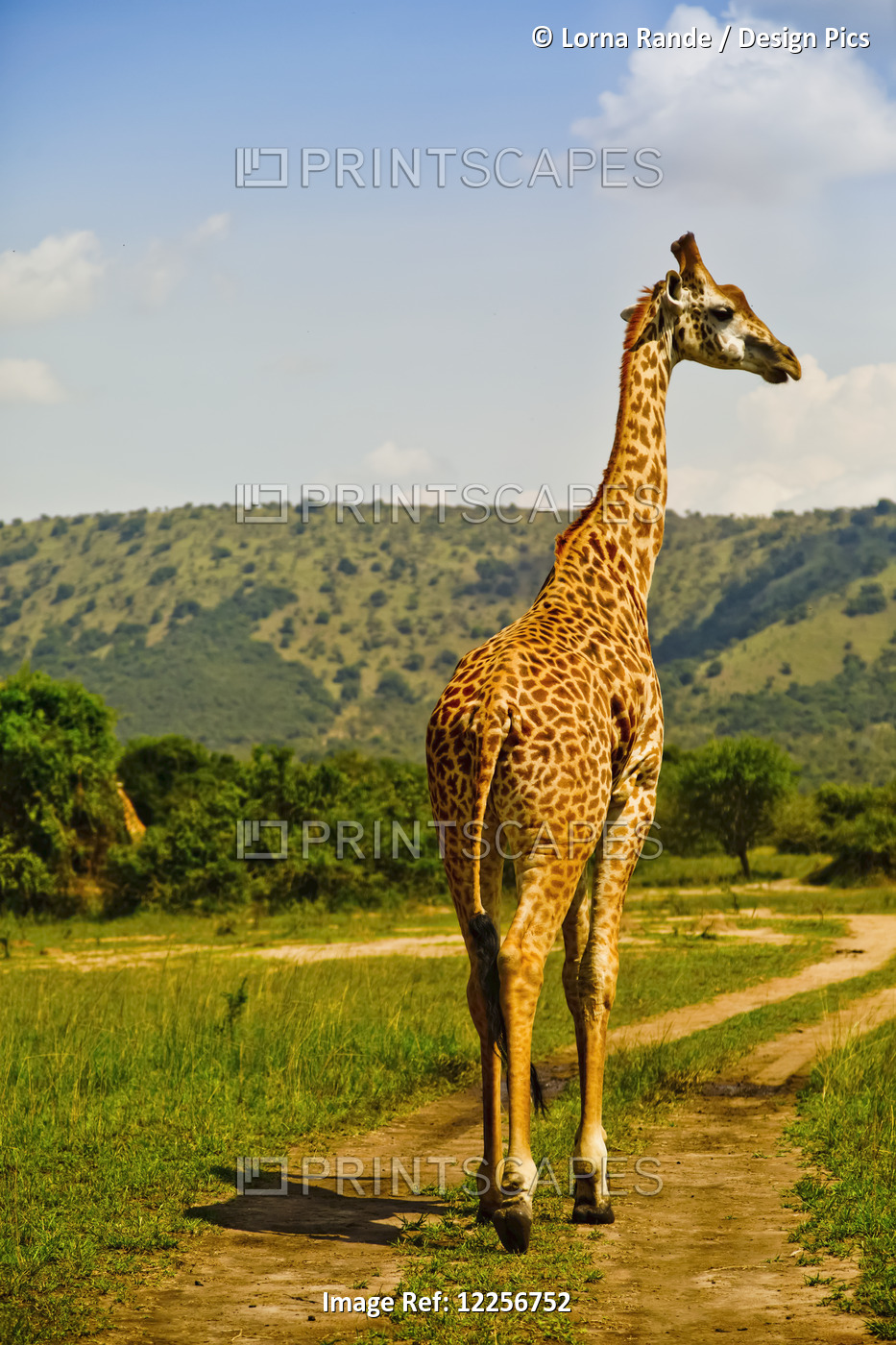 Masai Giraffe, Akagara Game Park; Rwanda