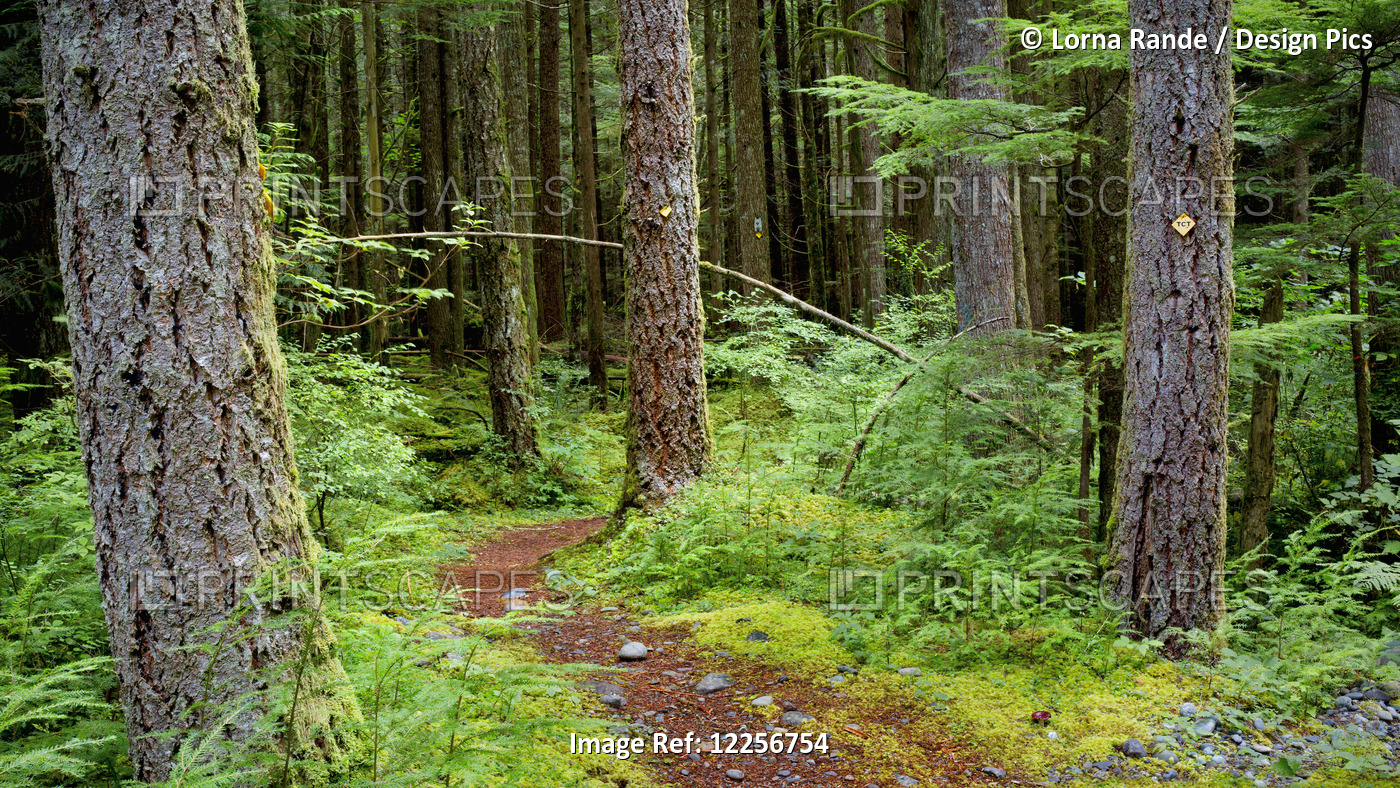 Trail In A Forest Along Chilliwack River Road; Chilliwack, British Columbia, ...