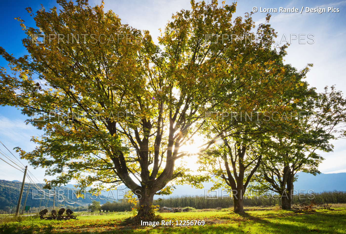 Trees Backlit By The Morning Sun; Agassiz, British Columbia, Canada