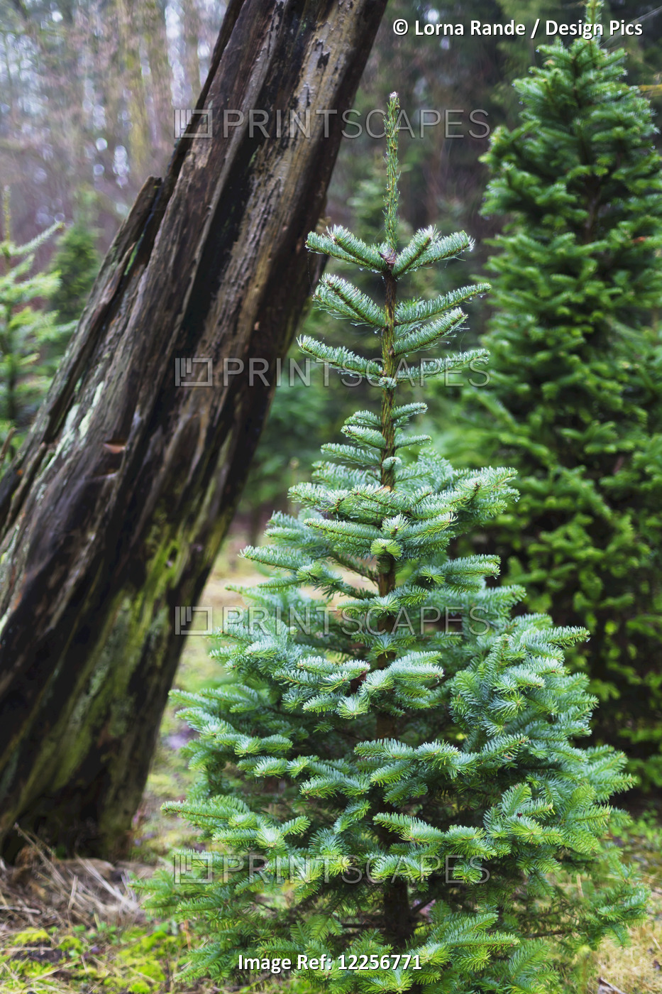 A Small Coniferous Tree And Leaning Tree Trunk In The Background; Langley, ...