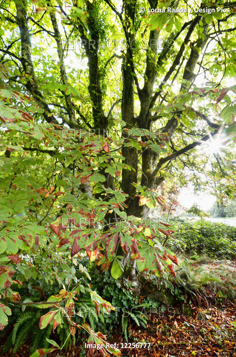Chestnut Tree In Autumn In The Morning Sun; Surrey, British Columbia, Canada
