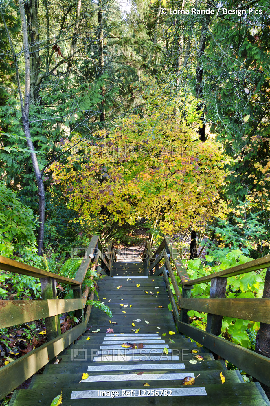 Stairway Leading Down Into The Forest In Autumn; Vancouver, British Columbia, ...