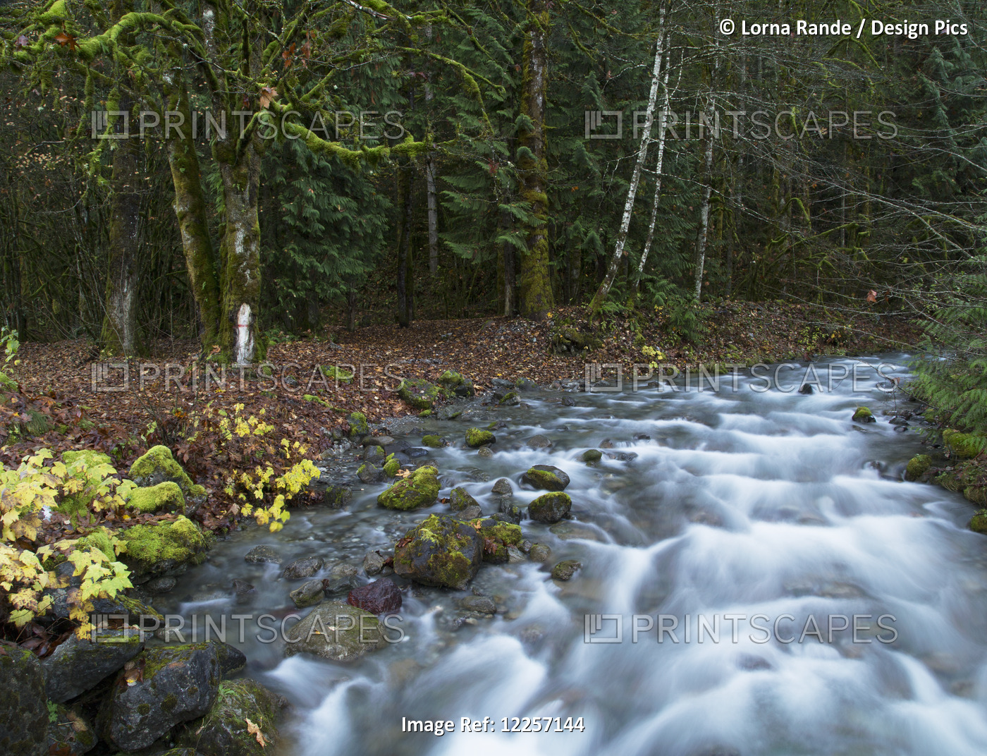 Forest And Streams Along Chilliwack River Road; Chilliwack, British Columbia, ...