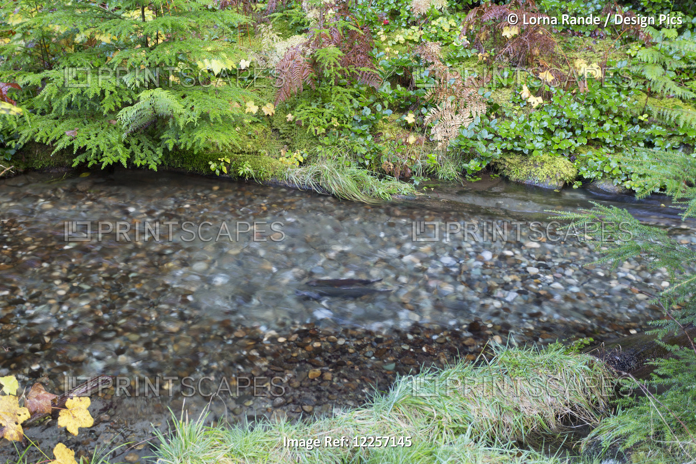 Streams With Lush Foliage Along Chilliwack River Road; Chilliwack, British ...