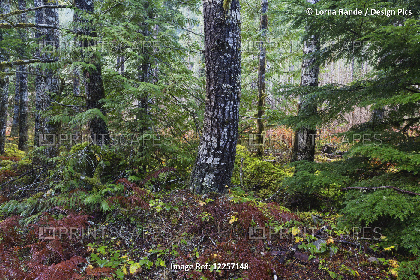 Forest Along Chilliwack River Road; Chilliwack, British Columbia, Canada