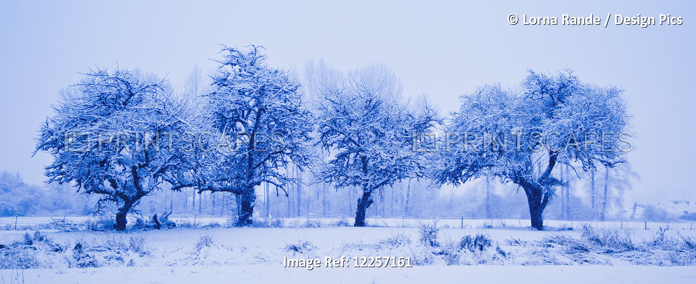 Four Trees In A Row In Winter; Chilliwack, British Columbia, Canada
