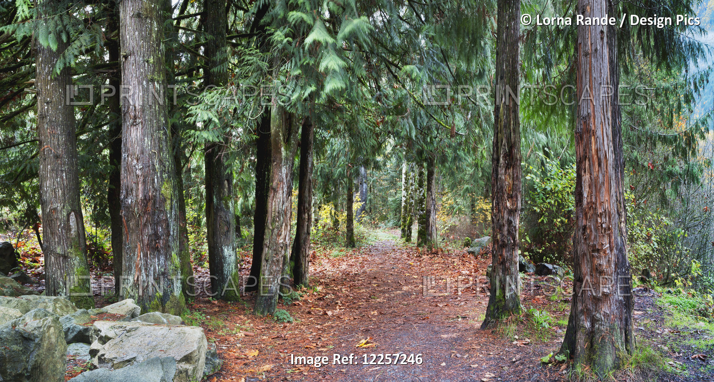 Path Surrounded By Coniferous Trees Along The Riverside; Chilliwack, British ...
