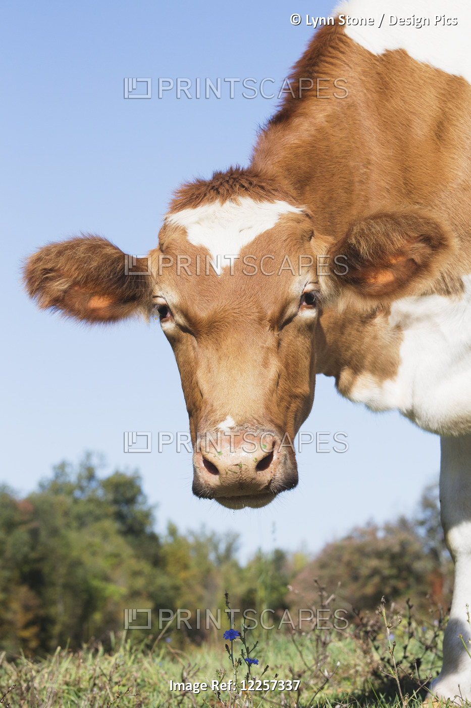 Guernsey Dairy Cow; Granby, Connecticut, United States Of America