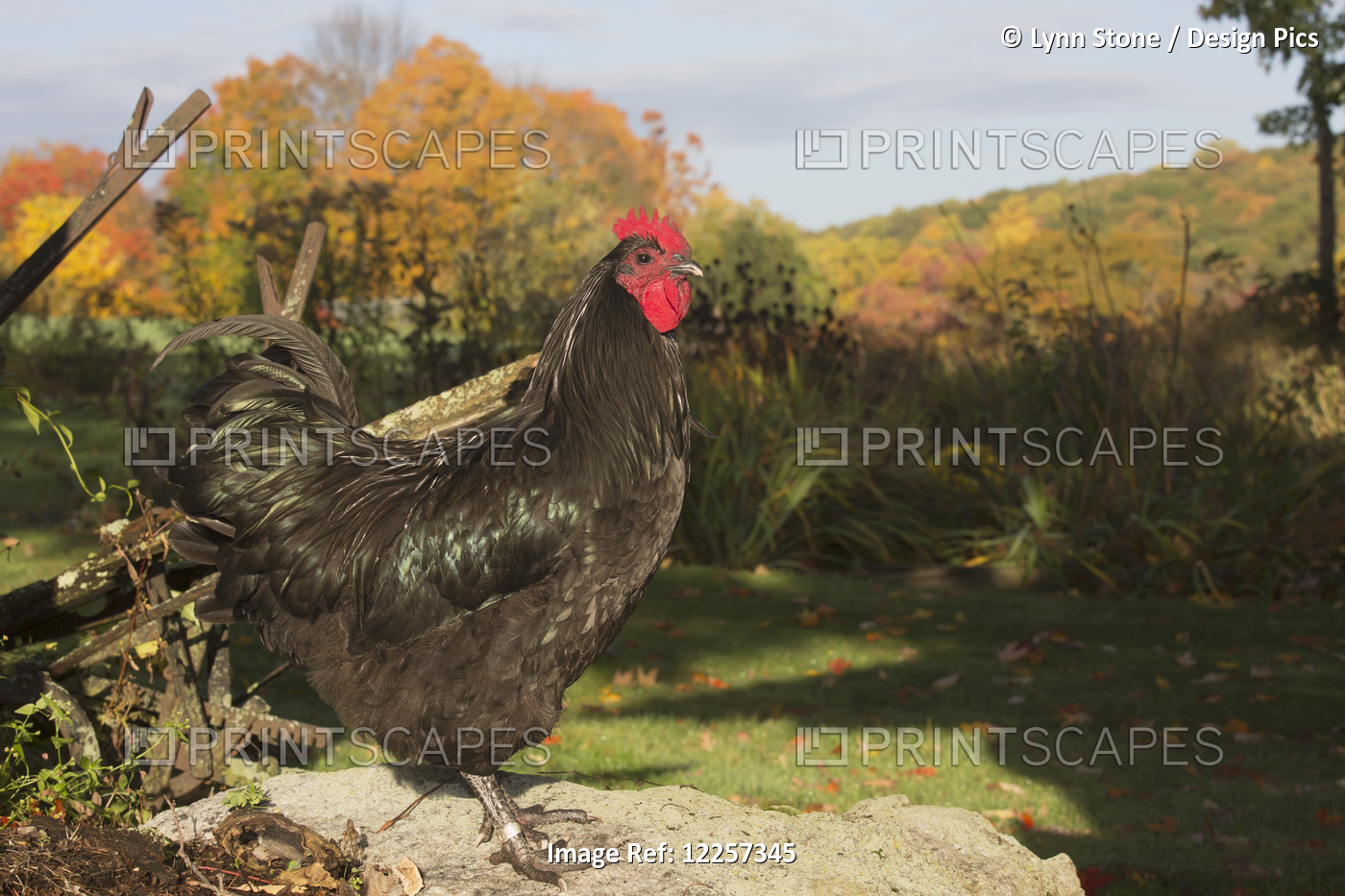 Large Black Australorp Perched On Rock By Old, Wooden Plough In Autumn; ...
