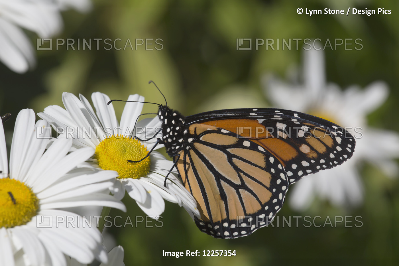 Monarch Butterfly (Danaus Plexippus) Nectaring On A Montauk Daisy In Autumn; ...