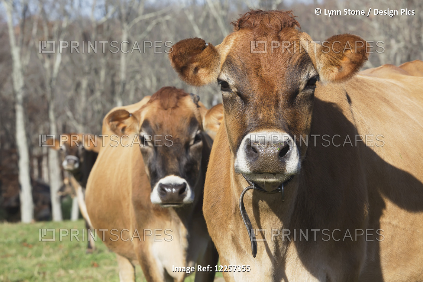 Jersey Cows In Autumn Pasture, Baldwin Brook Farm; Canterbury, Connecticut, ...