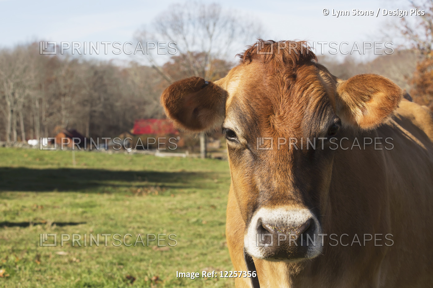 Jersey Cows In Autumn Pasture, Baldwin Brook Farm; Canterbury, Connecticut, ...