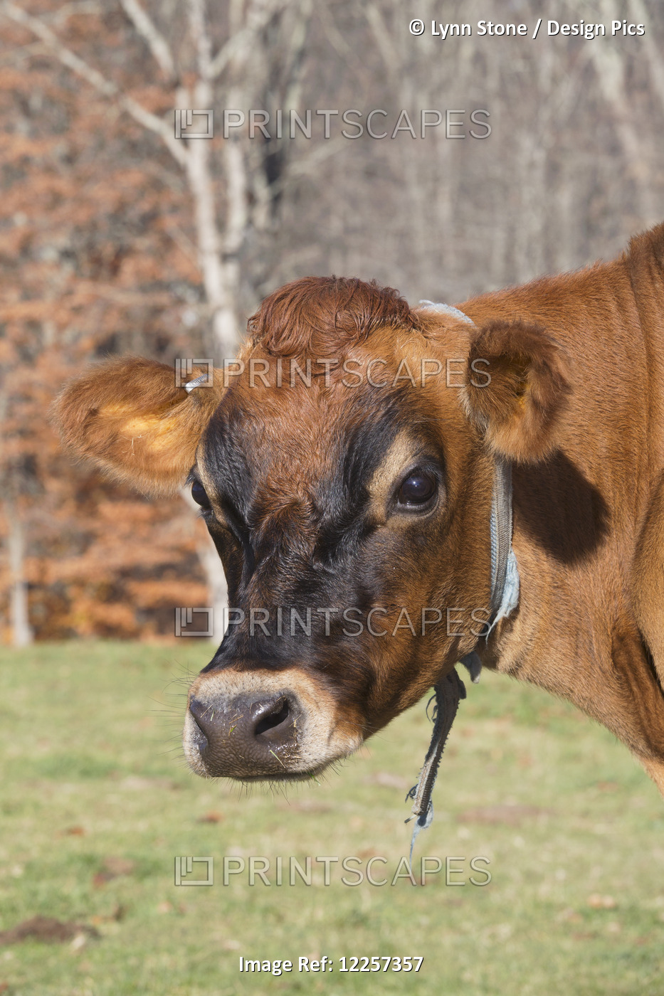 Jersey Cow In Autumn Pasture, Baldwin Brook Farm; Canterbury, Connecticut, ...