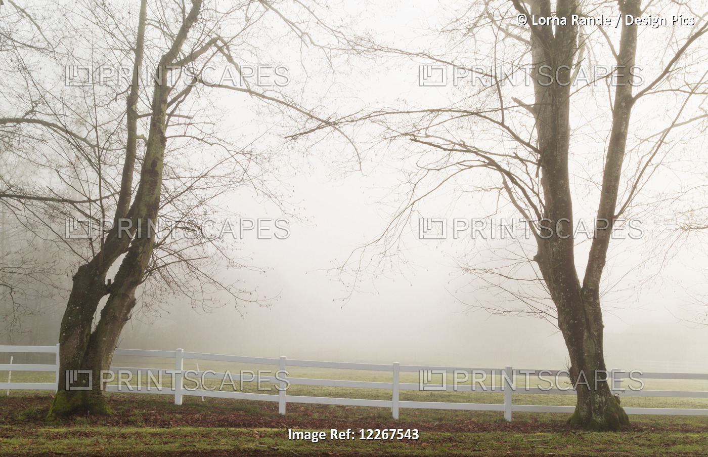 Fog On Country Roads; Langley, British Columbia, Canada