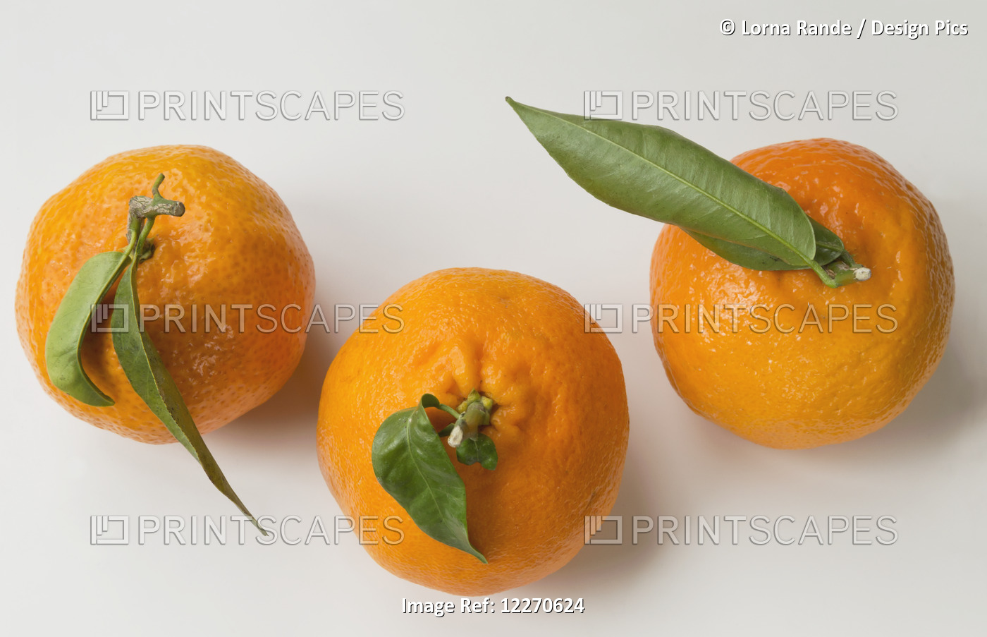 Oranges With Leaves On The Stem; Chilliwack, British Columbia, Canada