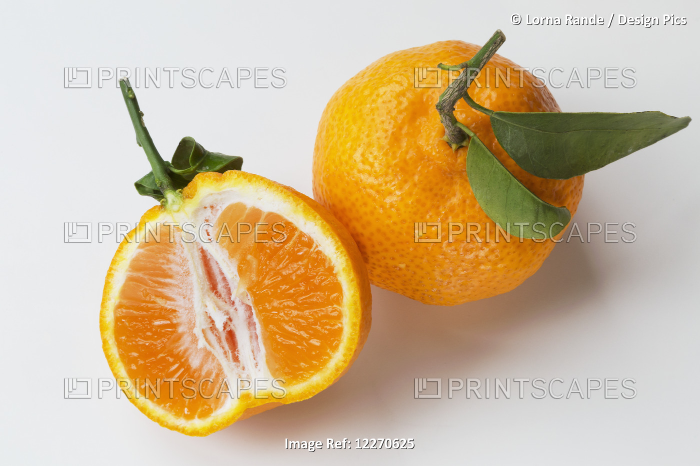 Oranges With Leaves On The Stem; Chilliwack, British Columbia, Canada